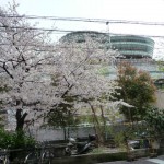 天神橋　お花見