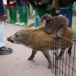 京都　散歩　福知山市動物園