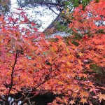 京都・山科　紅葉　散歩　毘沙門堂