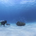 【番外編】 2016夏 虎キチ旅行記  沖縄 　渡嘉敷島 スキューバ・ダイビング