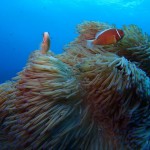 2016 秋　虎キチ 旅行記 in 沖縄（7）慶良間　渡嘉敷島　スキューバダイビング　月の翼