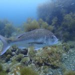 2017盛夏　虎キチ 旅行記 in 福井・越前（３）DIVING CENTER LOG