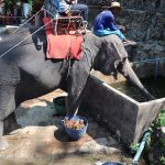 2019 3月（12）タイ・プーケット　Bareback Elephant Ridding