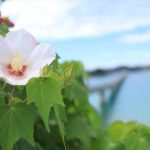 虎キチ 2021【Aug】旅行記 （６）山口・角島　観光