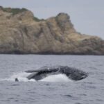 2025【FEB】旅行記 （11）沖縄・渡嘉敷島 観光 ホエールウォッチング